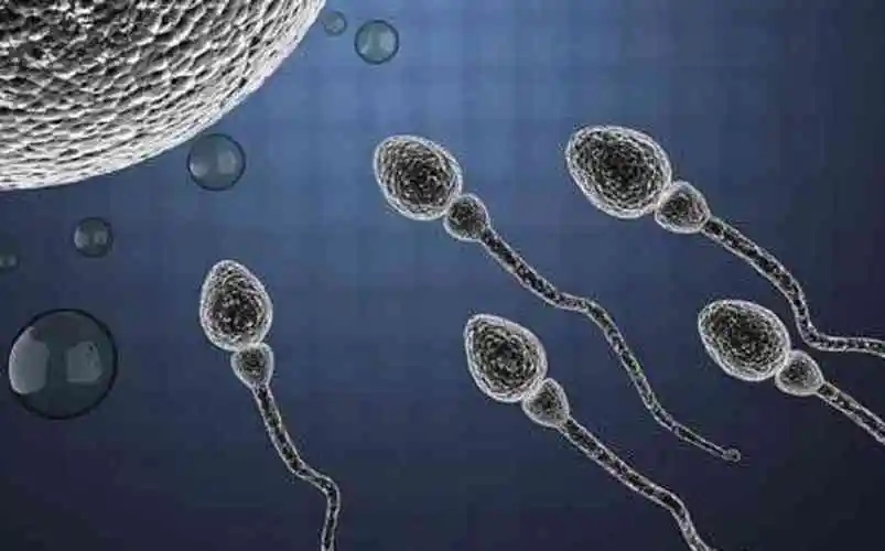 引起少精症的原因有哪些?如何治疗少精症?