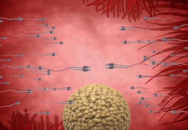 男性不育的四种原因